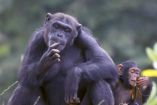 Un chimpancé adulto y su cría interactúan sentados sobre el suelo, ambos en actitud reflexiva y manipulando objetos naturales, en un entorno selvático abierto. La imagen sugiere observación y aprendizaje, clave en el estudio de la cognición y transmisión de conocimientos en primates