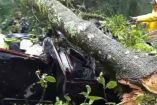 Árbol cae sobre auto