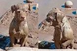 Conmueve perrito cubierto de lodo 