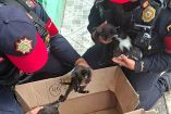 Policías rescatan a gatitos abandonados en el CETRAM Politécnico 