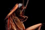 Vista ampliada de una cucaracha. (Freepik)