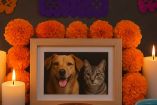 Ofrenda para mascotas 