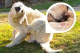 Dermatitis en perros