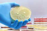 Estudian la función de la metilenomicina A contra superbacterias. Foto: Canva.