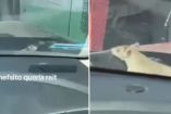 La rata en el auto
