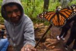 Llega a Michoacán la primera mariposa monarca con transmisor satelital