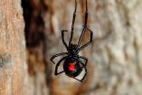 Araña viuda negra: dónde se esconde y cómo evitarla en casa