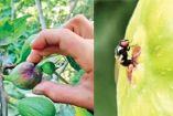 Mosca de Silba Adipata sobre frutos de un cultivo en Veracruz.