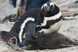 Investigadores alertan por la muerte de 62 mil pingüinos por hambruna en Sudáfrica