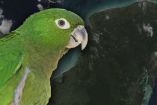Lorito maya K’ili en riesgo crítico de extinción en Campeche por deforestación y captura ilega