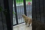 El video generó miles de reproducciones y comentarios. Muchos usuarios tomaron el episodio con humor, calificándolo como “el asalto más tierno del año”

#perritoviral
#videoviral
#bienestaranimal