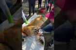 La Profepa confirmó el rescate de un león de aproximadamente dos años de edad que fue localizado amarrado, sin garras y con heridas en el cuello en un campo de agave en Nayarit; el felino habría sido abandonado y ya recibe atención por parte de las autoridades ambientales
