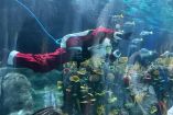 Santa Claus realiza una inmersión especial en el tiburonario del Acuario Michin, nadando entre especies marinas como parte de las actividades navideñas dirigidas a niñas, niños y familias.