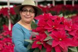 La flor de nochebuena es originaria de México, para los mexicas era un símbolo muy importante