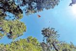 Mariposas monarcas volando en su reserva en México.