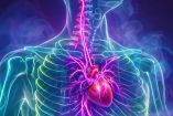 Un nervio podría influir en la edad de tu corazón, revela estudio.