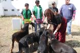 Perros rescatados del Refugio Franciscano.