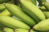 ¿Se pueden comer los plátanos verdes?
