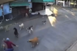 Momento en que los perros atacan a una abuelita en Cuautla