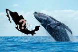 ¿Dónde ver ballenas en México?