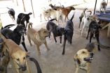 CANCUN, QUINTANA ROO, 14ABRIL2015.- El santuario Tierra de Animales fue fundado en Marzo del 2011 como un refugio para los perros olvidados y abandonados en las calles, los ‘perros callejeros’, ahora tienen un lugar seguro para recuperarse de las condiciones desafortunadas en las que han vivido: solos y abandonados donde Ricardo Pimental quien  es el dueño del santuario ha comenzado a mantener en el lugar a distintos tipos de animales como gatos, gallinas, tortugas, vacas y becerritos.FOTO: ELIZABETH RUIZ /CUARTOSCURO.COM