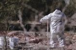 
Fosas clandestinas en Mexicali.
