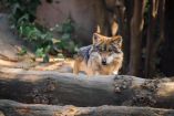 Con la llegada de cinco lobos mexicanos, Durango recupera el aullido de esta especie emblemática en instalaciones seguras del Zoológico Sahuatoba.