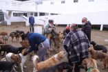 CIUDAD DE MÉXICO, 15ENERO2026.- Integrantes del refugio Franciscano pudieron visitar a sus perros que se encuentran en el alberge temporal en el Ajusco, esto tras más de una semana que los canes y gatos fueron reubicados. Los representantes del albergue se dijeron contentos de que los animales están en buenas condiciones. FOTO: GOBIERNO DE LA CIUDAD DE MÉXICO/CUARTOSCURO.COM
