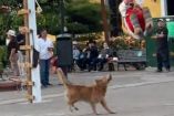 Un perro sorprendió a los Voladores de Papantla durante su presentación en Tequila, Jalisco.