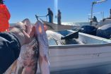 Pescador sostiene dos ejemplares de curvina golfina recién capturados en una lancha del Alto Golfo de California, mientras otros pescadores trabajan al fondo durante la jornada de pesca.