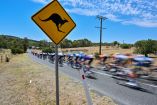 El polotón de la competencia ciclista se vio sorprendido por dos canguros.