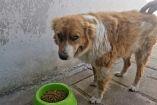 Perro rescatado de color café y blanco permanece de pie junto a un plato con croquetas tras haber perdido un ojo por una agresión con piedra en calles de la capital de Tlaxcala.