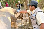 Integrante de la Senasica colocando medicamento a una res contra el gusano barrenador.