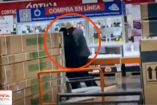Los dos sujetos ingresaron a la tienda departamental ubicada en Celaya, amenazaron con armas de fuego a clientes y trabajadores, para después iniciar con el robo.