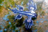 Dragón azul (Glaucus atlanticus): qué es y qué pasa si lo tocas Foto Canva