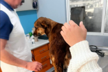 Perro rescatado de abandono es atendido en una clínica veterinaria, donde recibe valoración médica tras presentar signos de desnutrición, en Tula de Allende, Hidalgo.