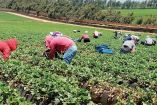 Jornaleros oaxaqueños trabajando el campo bajacaliforniano.