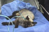El gatito tenía quemaduras en las almohadillas de sus cuatro patas