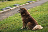Perro de pelaje marrón sentado sobre el césped junto a un camino en un cementerio, imagen que ilustra la relación entre mascotas y espacios funerarios en el contexto de la nueva ley de Sao Paulo.