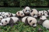 Más de diez cuidadores acompañaron a los nuevos pandas en su presentación oficial.
