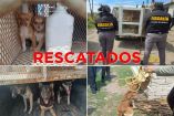 Se procedió al rescate de los caninos que quedaron bajo resguardo de la CEPANAF donde recibirán atención veterinaria