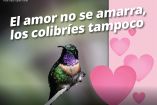 Imagen de un colibrí posado sobre una rama con fondo difuminado y corazones gráficos alusivos a San Valentín. El mensaje advierte que los colibríes cumplen funciones ecológicas esenciales y no deben utilizarse como amuletos de amor, en campaña de Profepa.