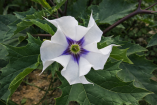 Primer plano de una flor blanca de toloache (Datura) con centro morado en forma de estrella y hojas verdes dentadas alrededor, planta conocida por sus alcaloides tropánicos y riesgos de intoxicación.