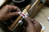 Elaboración de los habanos.