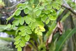 Cómo cultivar moringa en casa