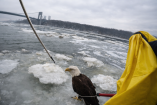 Águila calva herida sobre una placa de hielo en el río Hudson mientras oficiales del NYPD la aseguran con equipo de rescate desde una embarcación, con el Puente George Washington visible al fondo en un día invernal.