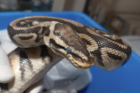 Primer plano de una serpiente pitón con patrón marrón y beige, sostenida durante una revisión veterinaria tras ser asegurada por autoridades ambientales en Tepoztlán, Morelos, como parte de un proceso por exhibición irregular en un carnaval.
