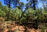 Carbon2Nature es una solución innovadora y basada en la naturaleza para que las empresas sean promotoras activas en la lucha contra el cambio climático.
