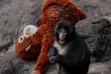 PETA demandó el traslado del macaco Punch, cuyo apego a un peluche refleja trauma por aislamiento en el zoológico de Ichikawa.