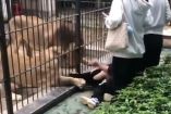 El incidente ocurrió en el zoológico Shantou Zhongshan Park, de Guangdong.